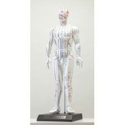鍼灸経穴奇穴　モデル（日本製） 鍼灸標準経穴模型（日本語版） 男性 48cm けいけつくん2 | トワテック