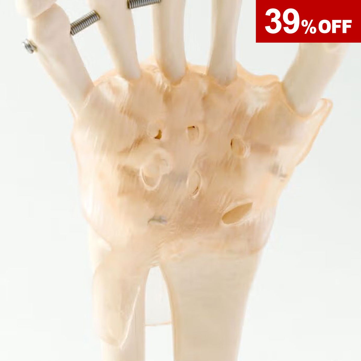 手関節模型 靭帯付き