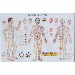 人体模型 人体解剖模型(トルソ型) B-09N