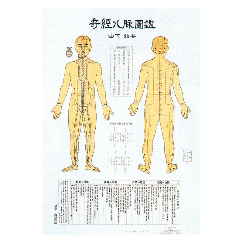 トワテック社　人体模型 人体模型 | トワテック