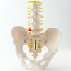 骨盤腰椎模型