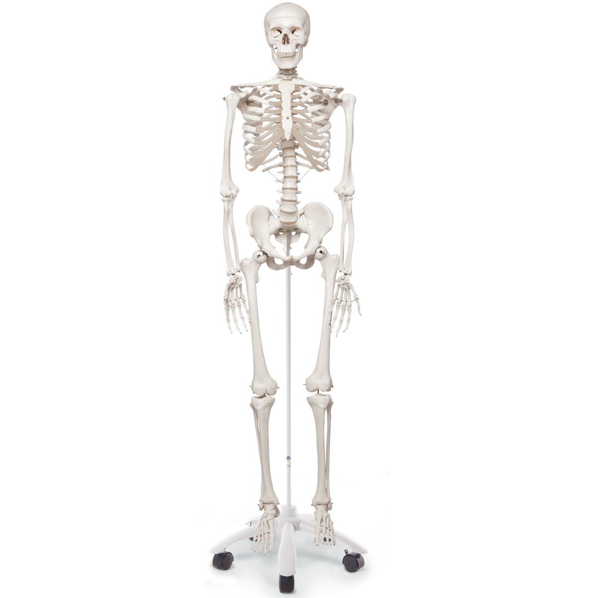 スタン 標準型骨格モデル 直立型スタンド仕様　A10