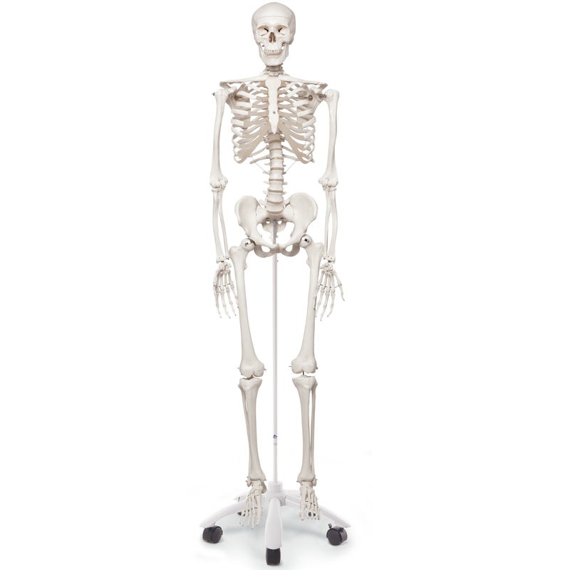 スタン 標準型骨格モデル 直立型スタンド仕様　A10