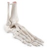 足の骨モデル、脛骨・腓骨付　エラスティックコードつなぎ　A31 1【左右指定不可】