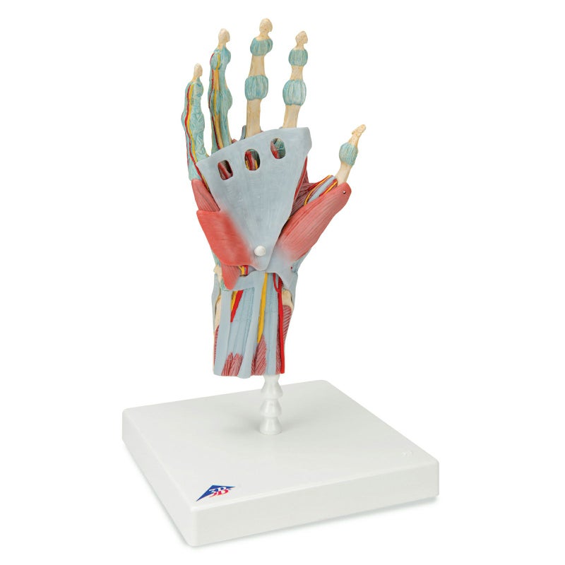 手関節、筋・靭帯付、4分解モデル　M33 1