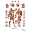 医学チャート　日本語版、B2ポスター「筋肉系」　VR7118B