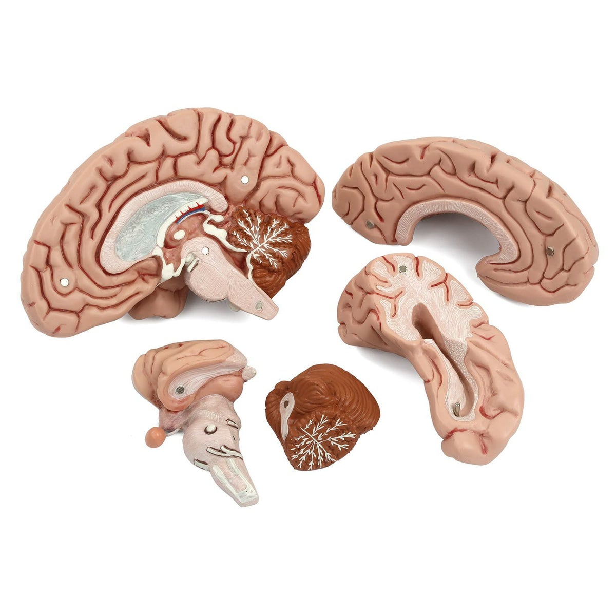 脳、5分解モデル　C18