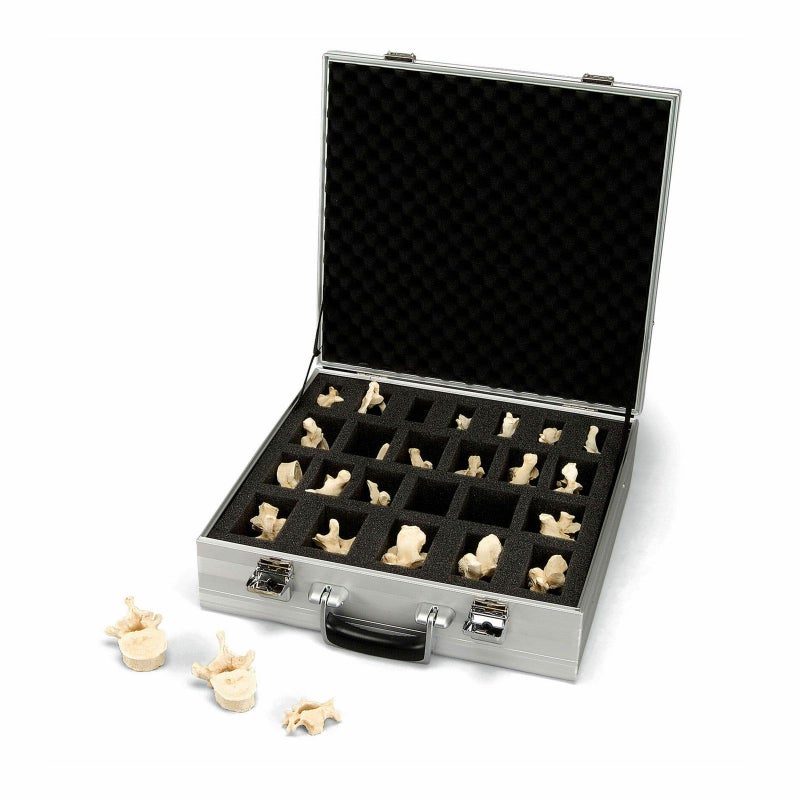 椎骨、24個セット　A793