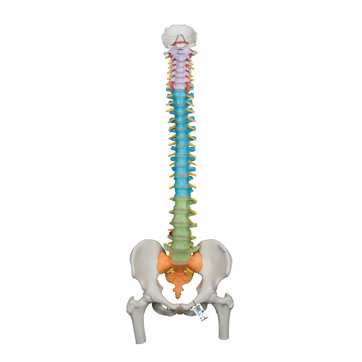 脊柱可動型カラーモデル、大腿骨付　A58 9