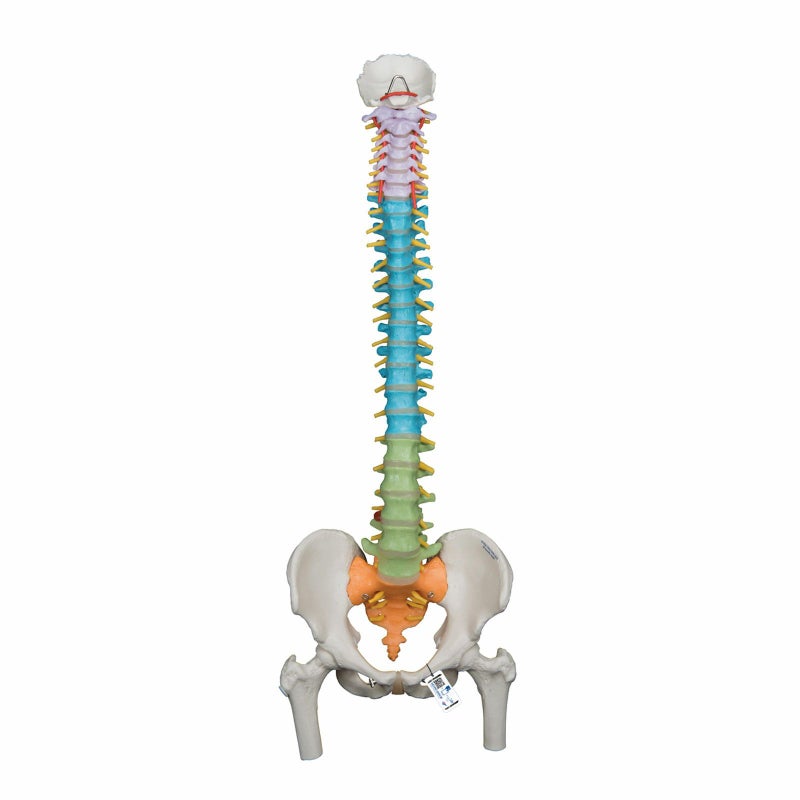 脊柱可動型カラーモデル、大腿骨付　A58 9