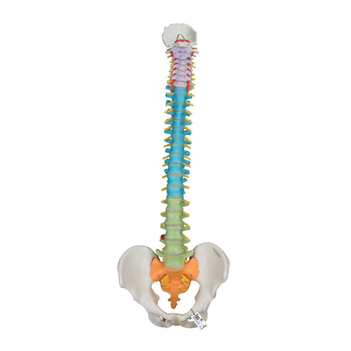 脊柱可動型カラーモデル　A58 8
