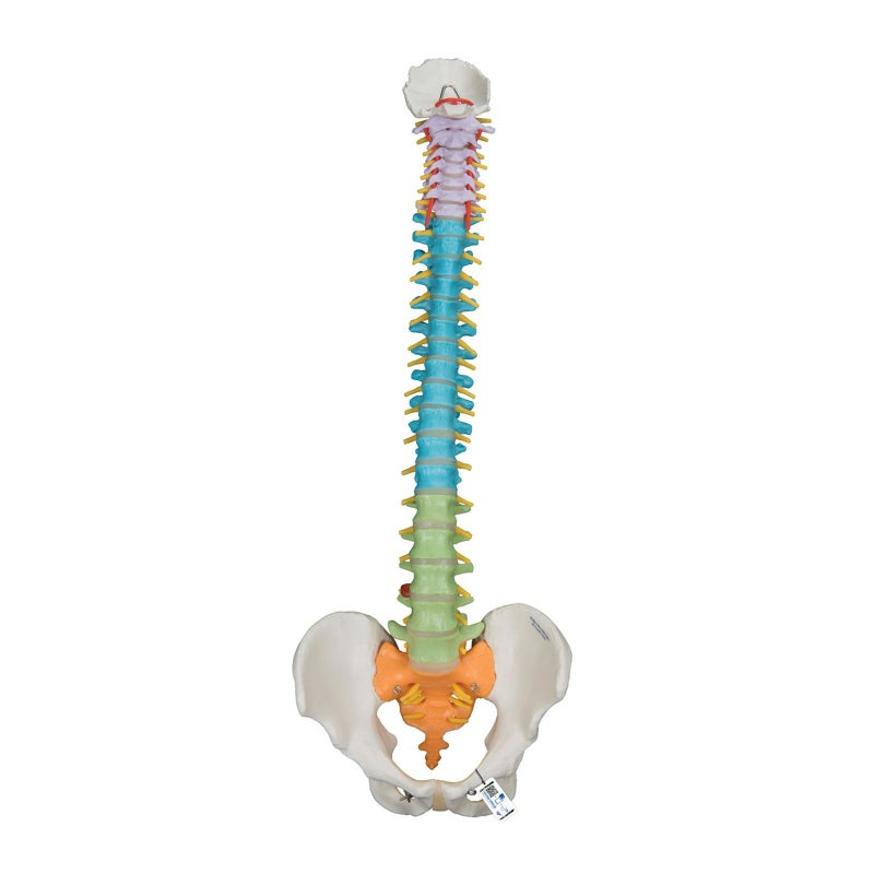 脊柱可動型カラーモデル　A58 8
