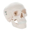ミニスカル、1 2縮尺型頭蓋3分解モデル　A18 15