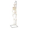 ショーティー　1 2縮尺型全身骨格モデル、吊り下げスタンド仕様　A18 1