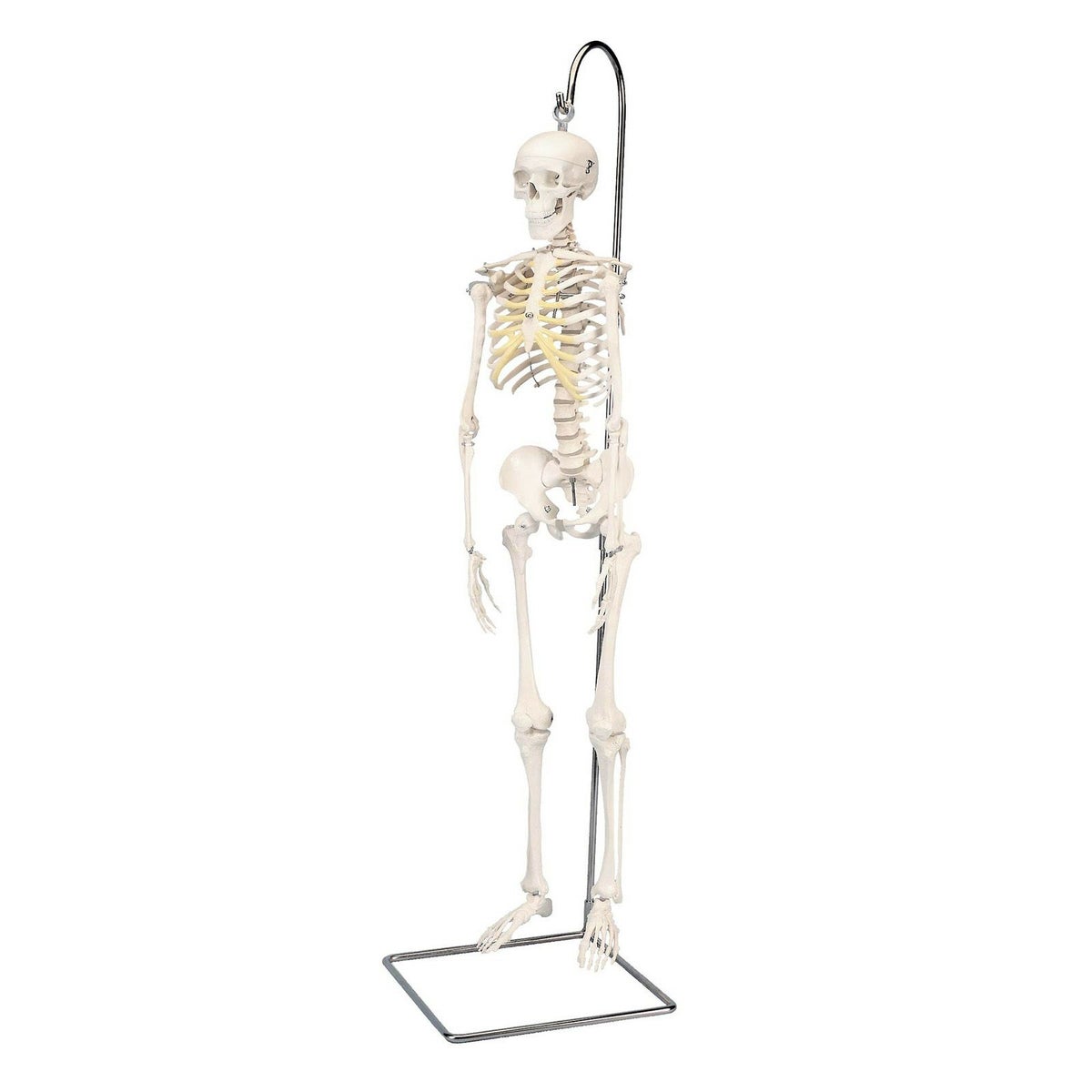 ショーティー　1 2縮尺型全身骨格モデル、吊り下げスタンド仕様　A18 1