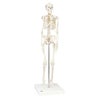 ショーティー1 2縮尺型全身骨格モデル、直立型スタンド仕様　A18