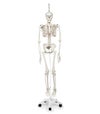 “フイル”理学療法用骨格モデル、吊り下げ型スタンド仕様　A15 3