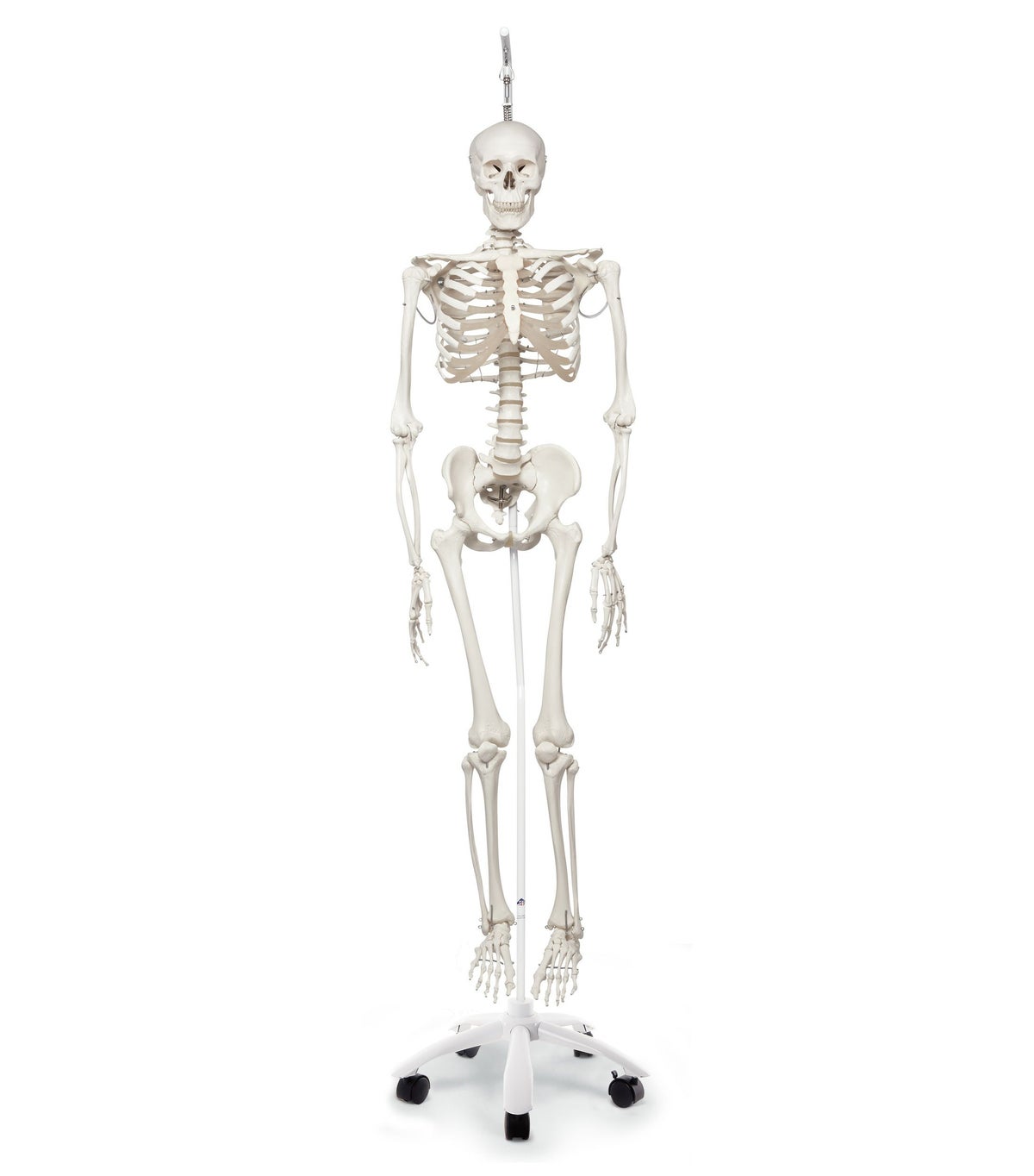 “フイル”理学療法用骨格モデル、吊り下げ型スタンド仕様　A15 3