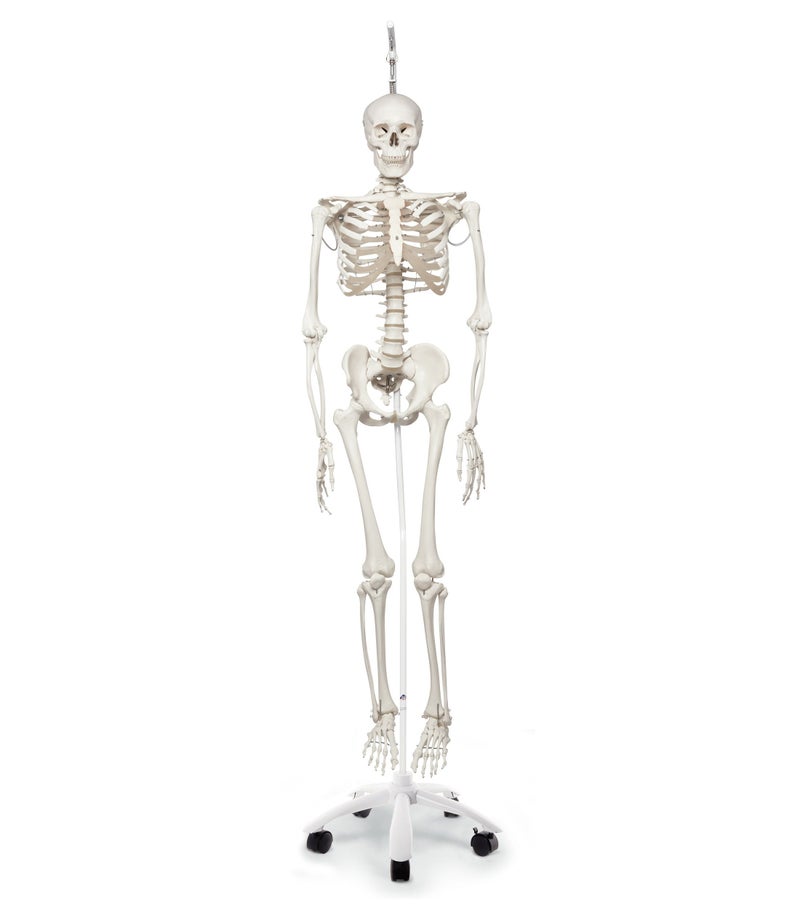 “フイル”理学療法用骨格モデル、吊り下げ型スタンド仕様　A15 3