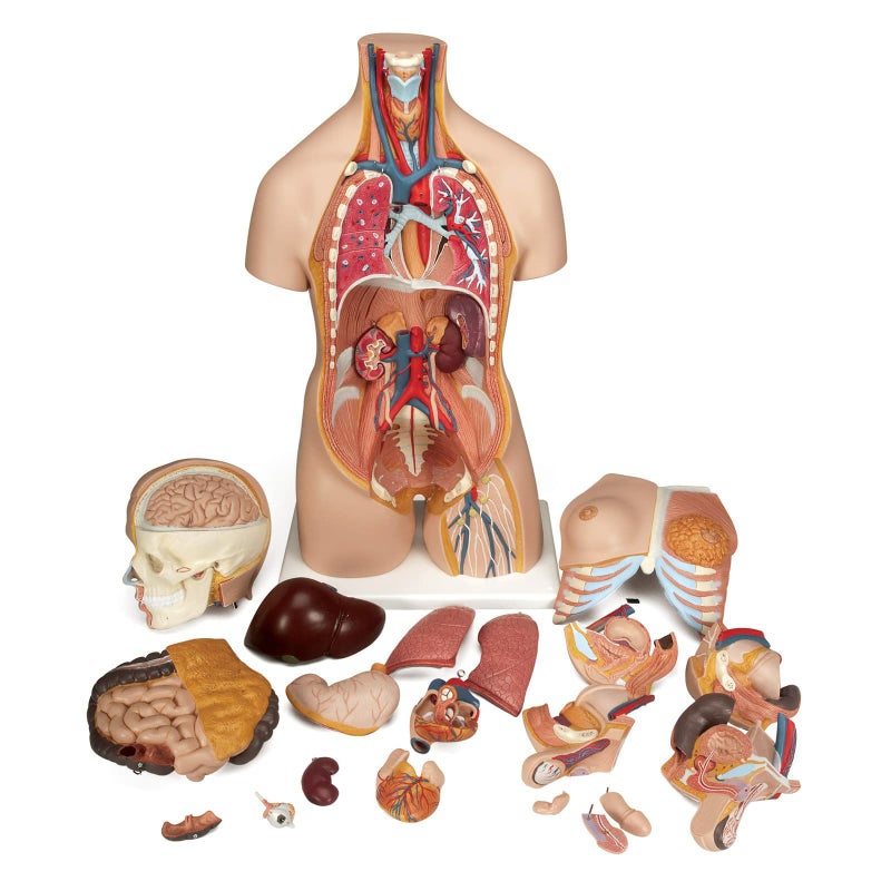 トルソー、20分解モデル、両性　B32