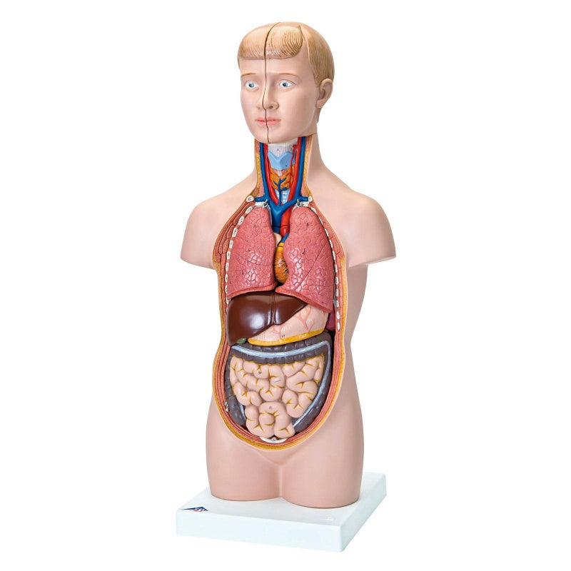 ミニトルソー、12分解モデル、無性　B22