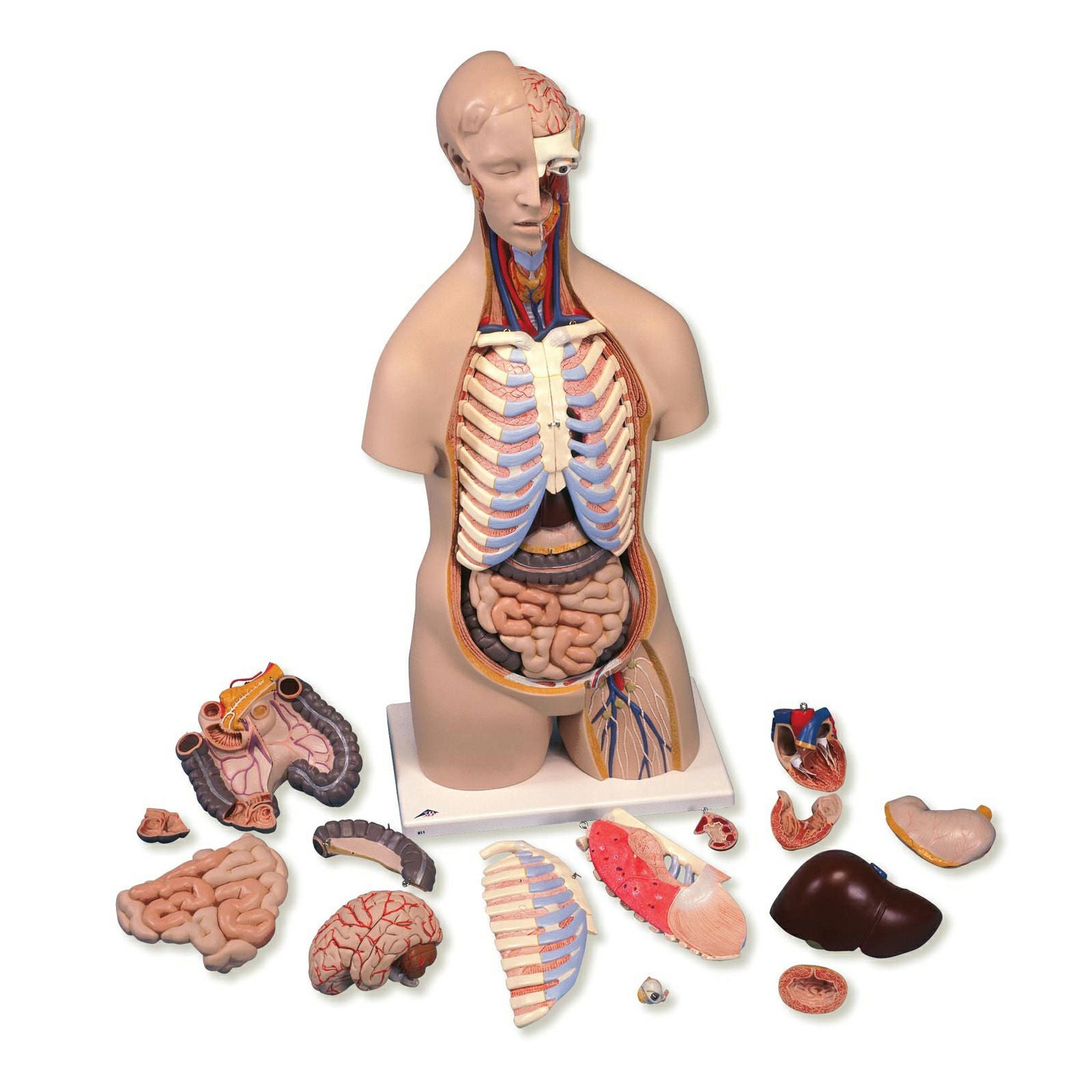 トルソー、16分解モデル、無性 B11 | トワテック