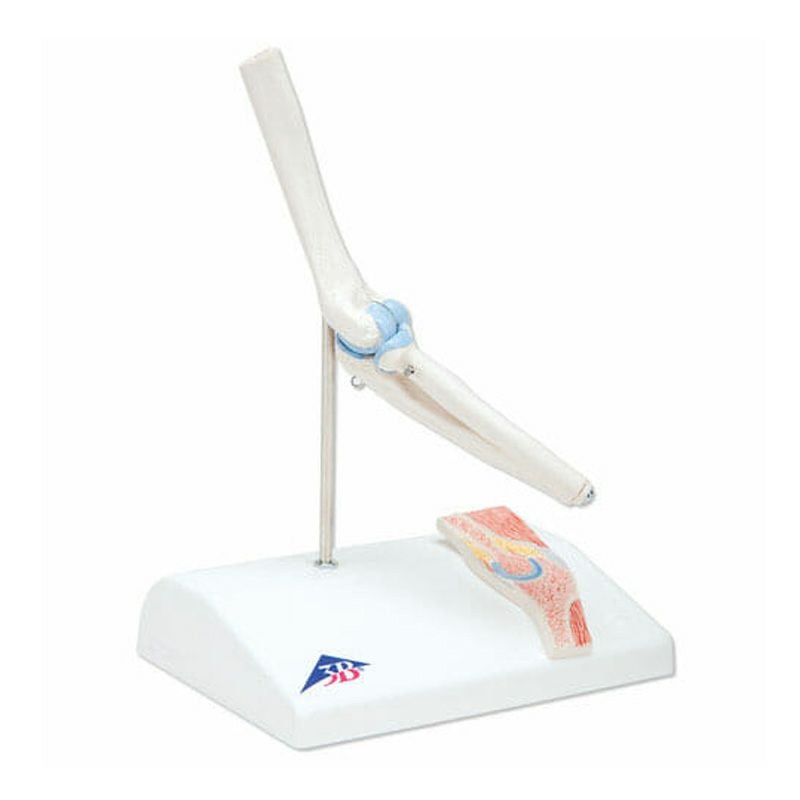 肘関節ミニモデル、断面レリーフ・スタンド付　A87 1