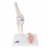 膝関節ミニモデル、断面レリーフ・スタンド付　A85 1