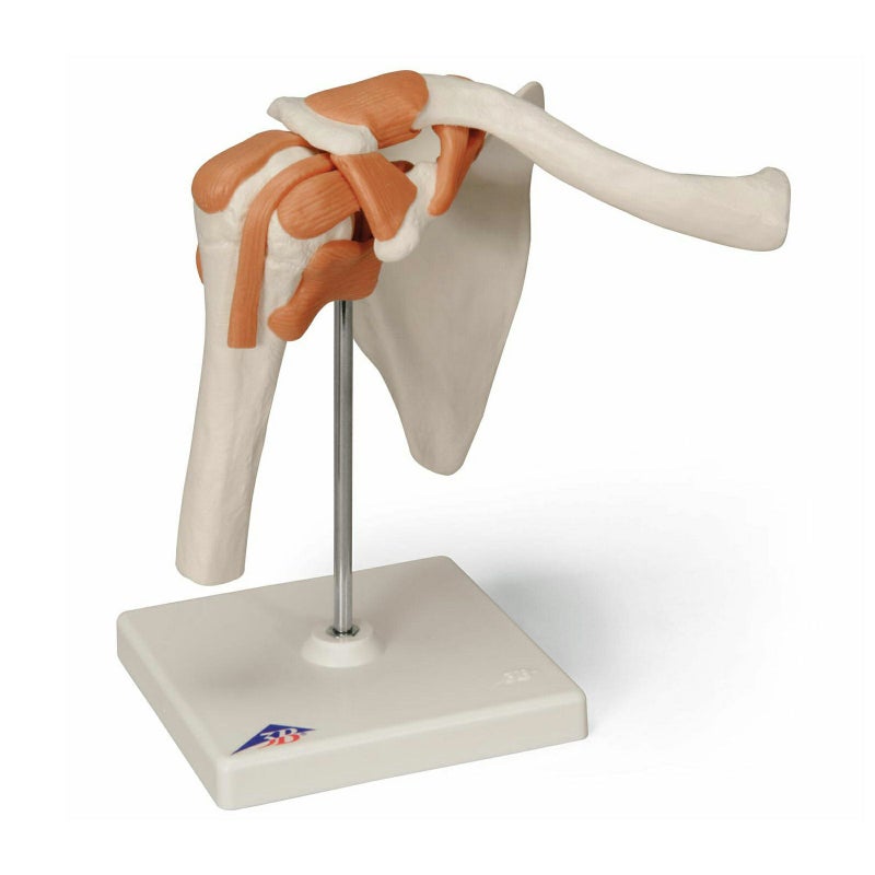 肩関節、機能モデル　A80