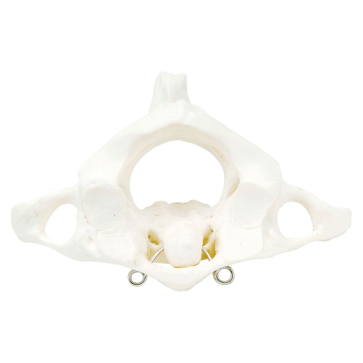 環椎と軸椎モデル　A71