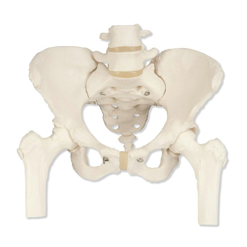 女性骨盤モデル、大腿骨付　A62