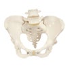 女性骨盤モデル　A61