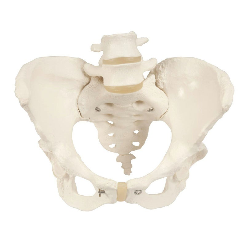 女性骨盤モデル　A61