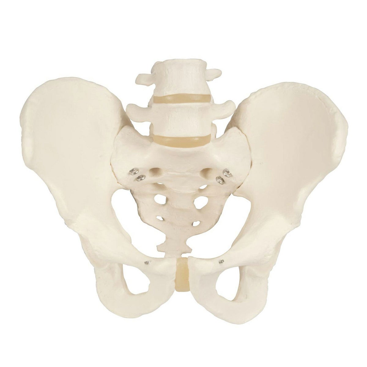 男性骨盤モデル　A60