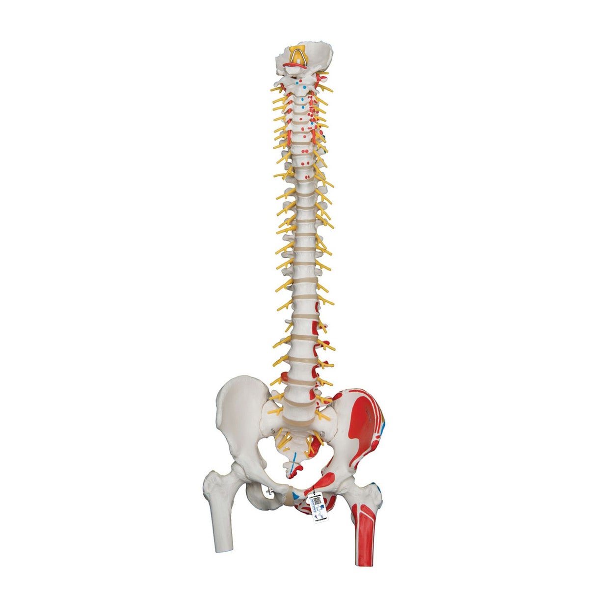 脊柱可動型モデル、延髄、馬尾、大腿骨、筋・起始 、停止表示付　A58 7