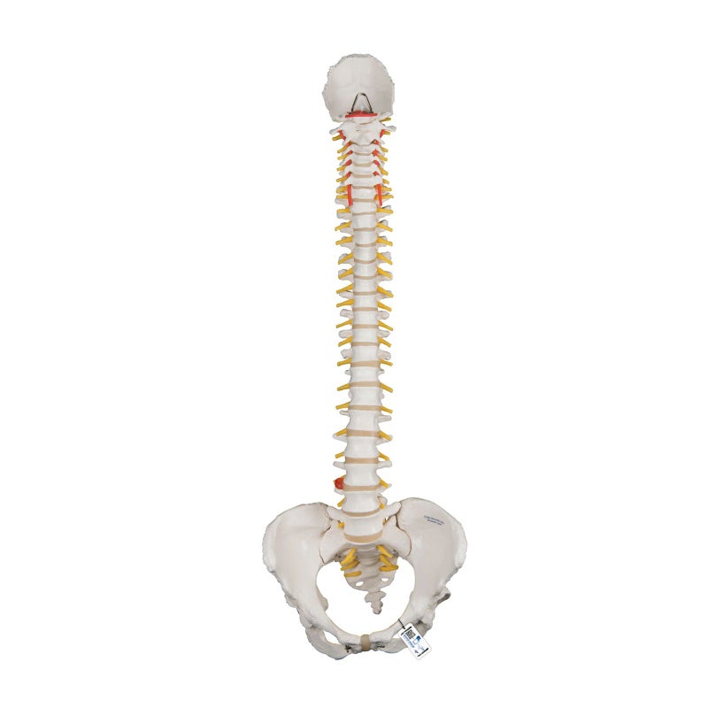 脊柱可動型モデル、女性骨盤仕様　A58 4