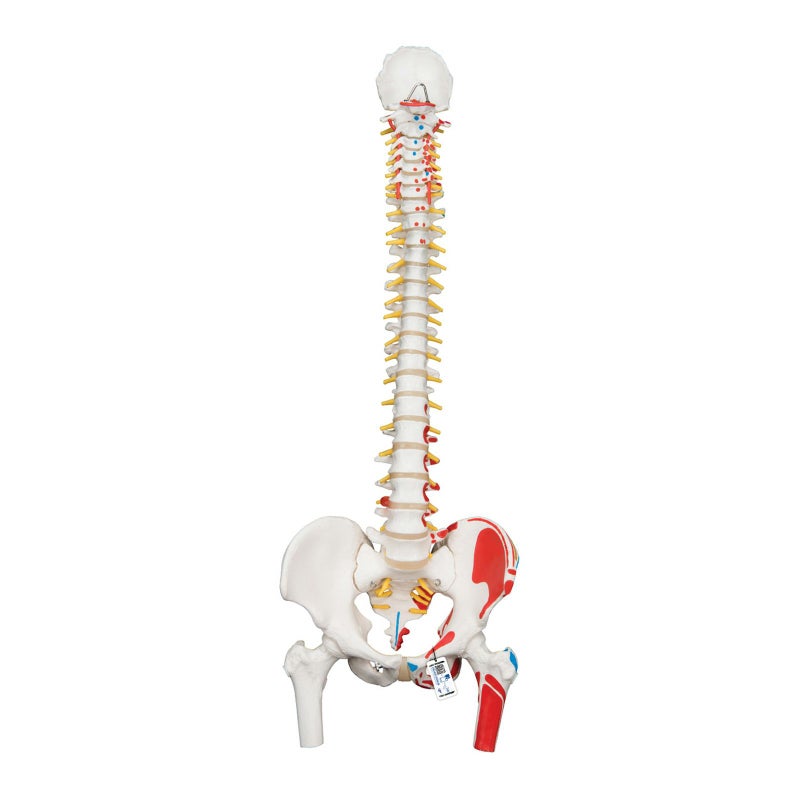 脊柱可動型モデル、大腿骨、筋・起始 停止表示付　A58 3