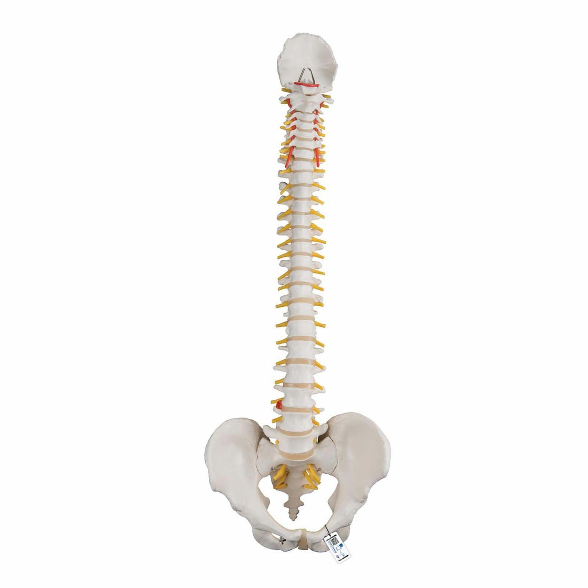 脊柱可動型モデル、標準型　A58 1