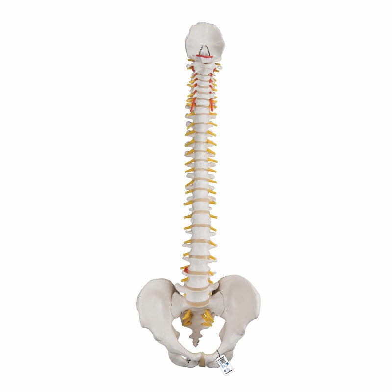 脊柱可動型モデル、標準型　A58 1