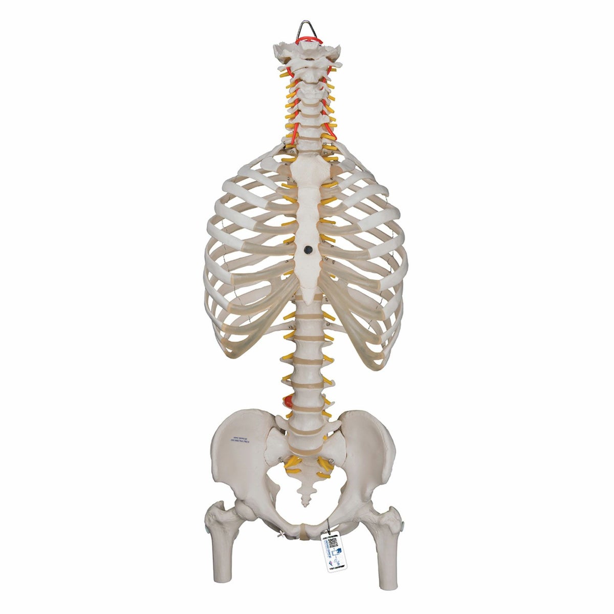 脊柱可動型モデル、胸郭、大腿骨付　A56 2