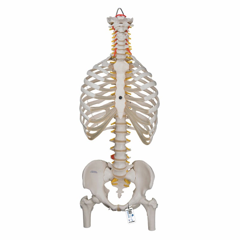 脊柱可動型モデル、胸郭、大腿骨付　A56 2