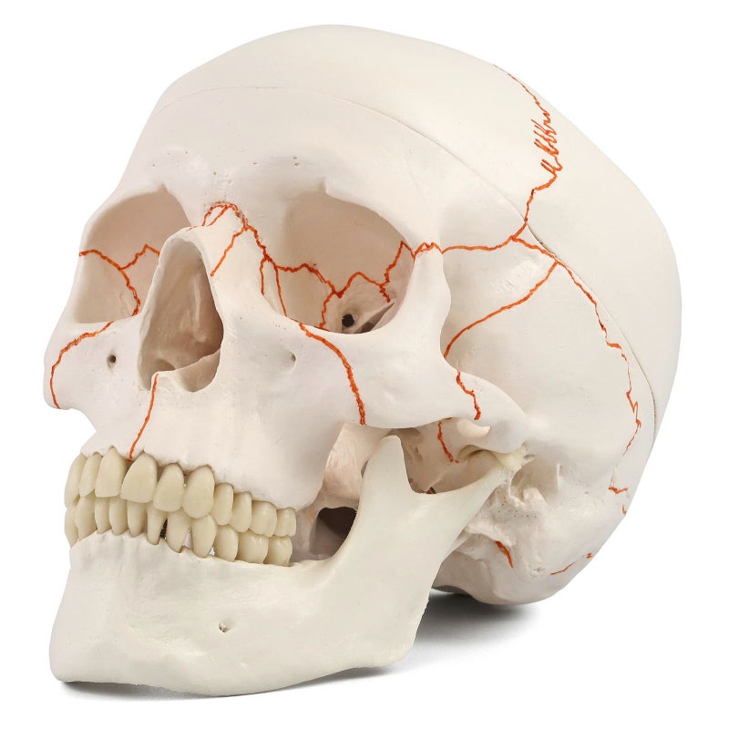 頭蓋 番号表示付 3分解モデル　A21