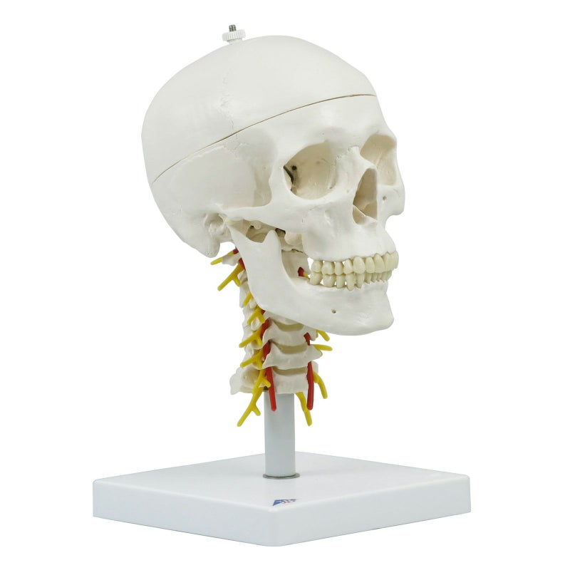 頭蓋 頚椎付き 4分解モデル　A20 1