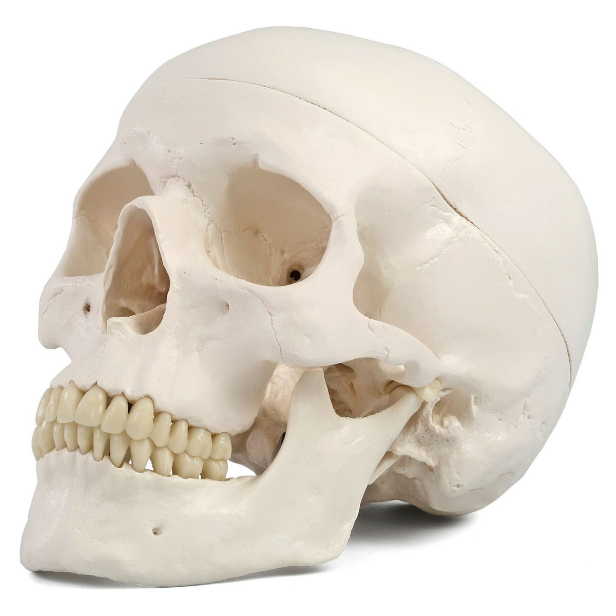 頭蓋 標準型モデル　A20