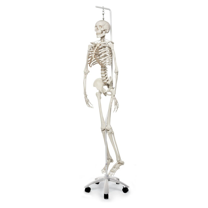 骨格機能モデル 吊り下げ型スタンド仕様　A15 3S