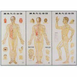 鍼灸穴位掛図 105×50cm | トワテック