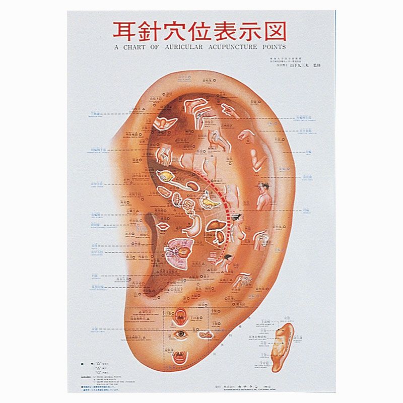【裁断済み】P.ノジエ 耳介反射点図鑑 P.ノジエ 耳介反射点便覧 257P(PAUL F.M NOGIER(著) ) / 古本、中古